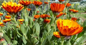 calendula
